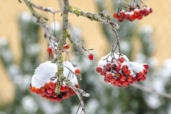 Bohatá nádielka jarabiny prináša potešenie nielen ľuďom obdivujúcim krásu zasneženej záhrady, ale predovšetkým drozdom čiernym a drozdom druhu čvíkota, pre ktoré je vítanou delikatesou