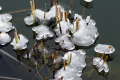 Husté trsy pálky kosí Ondrej už v októbri, aby na vodnú hladinu bolo vidieť aj z terasy pri dome. Bližší pohľad odhaľuje detaily, ktoré na jazierku vyčaroval mráz