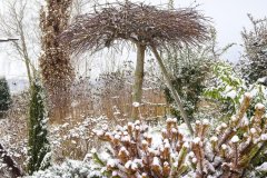 Ostrovčeku s drevinami dominuje ostrihaná vŕba rakytová ´Kilmarnock´ pestovaná na krátkom kmienku. Domov tu našli Ivine obľúbené levandule, ktoré sa tu samy čulo rozmnožujú