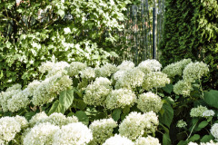 Autorka návrhu Lenka Vyhnálková zvolila výsadbu, ktorá je zaujímavá po celý rok. Kompozícia je stále upravená, rýchlo rastie a vytvára väčšie súkromie na záhrade