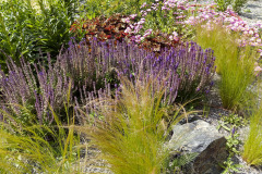 Záhradu zdobí skupina modro kvitnúcej veroniky s okrasnou trávou kavyľ  v popredí