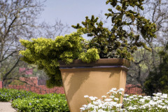 Na veľkorysej terase je dostatok priestoru pre mohutné kvetináče s ihličnatým osadenstvom. Nezaobídu sa bez pravidelnej zálievky