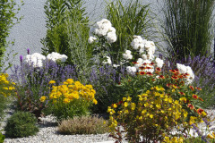 Svetlá stena domu vytvára dokonalé pozadie pre okrasné trávy, ruže s bielymi kvetmi, levandule a fialovo kvitnúcu liatru. Záhon oživujú oranžové kvety kokardy, žlto rozkvitnuté krásnoočká a rozchodník odrody ’Purpurteppich‘. V popredí rastie pupalka