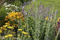 Zapojený porast okolo kruhového trávnika tvorí okrem levandule aj modro kvitnúca perovskia. Žltú farbu do záhona vnáša rebríček, krásnoočká a pupalky