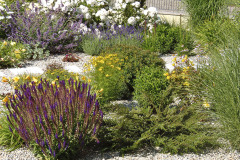 Štrkový mulč funguje čiastočne aj ako slnečná pasca. Okrem šalvie sa tu darí skalníku vodorovnému, ktorý sa na jeseň pekne vyfarbí a vytvára červené plody